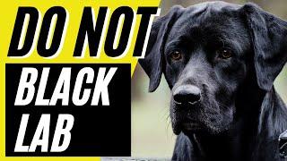 7 Reasons You SHOULD NOT Get a Black Lab