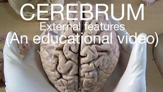 CEREBRUM - EXTERNAL FEATURES An educational video