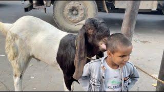 KOCAK KAMBING QURBAN NGEJILATIN KEPALA ADEK” INDIABIAR GAK DI POTONGLIHAT PROSES MOTONG AYAM DI