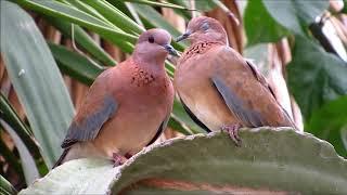 Laughing dove Streptopelia senegalensis Φοινικοτρύγονο - Cyprus