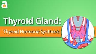 Thyroid Gland Thyroid Hormone Synthesis