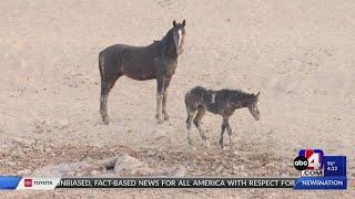 Wild horses euthanized after getting trapped in Utah mud pit