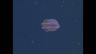 Beroe abyssicola vive en aguas profundas en el Océano Pacífico Norte.