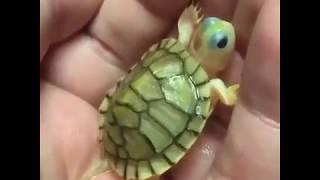 Dünyanın en tatlı kaplumbağası