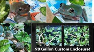 White’s Tree Frog Enclosure Tour - 90 Gallons