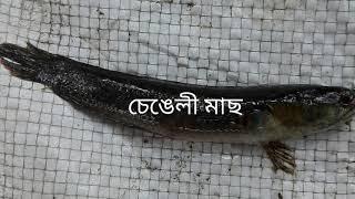 Assamese local fish II Oxomia tholua mas....