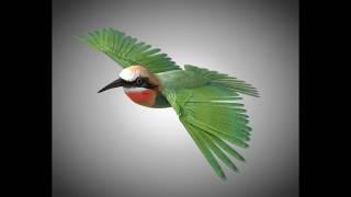 3D Model Bee Eater PBR Bird Rigged Low poly at 3DExport.com