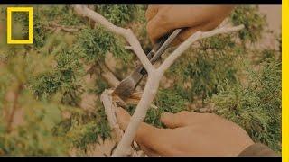 The Art of Shaping a Bonsai Tree  Short Film Showcase