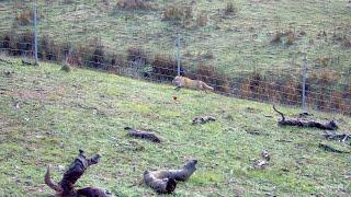 Driven Fox Hunt with Beretta Silver Pigeon 12G with Jagd Terriers Victoria 30062024