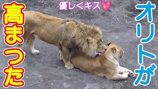 夫オリトの気分が高まったこの後、妻イオの行動が興味深かった旭山動物園のライオンさん