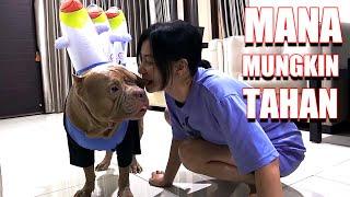 INI YANG BIKIN HEWIE PITBULL NGAMUK SAMA MOMMY #hewiepitbull