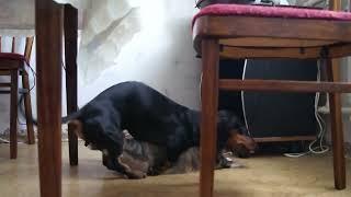 Dog sex cat@anjing kawin dengan kucing@