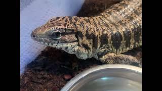 Colombian Gold Tegu Adult Female *Update*