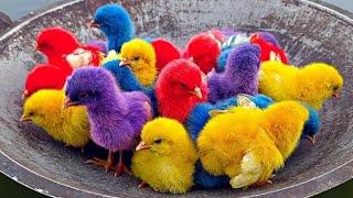 Menangkap bebek gemoy ayam warna warni ayam rainbow gokil ayam pelangi bebek angsa hewan lucu