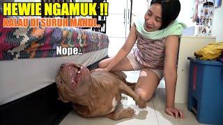 HEWIE PITBULL NGAMUK DAN MARAH KALAU DISURUH MANDI #HEWIE PITBULL