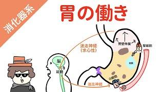 胃の働き（胃酸、消化管ホルモン、消化酵素）