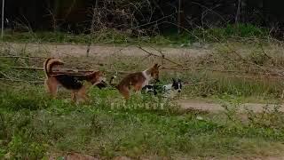 Rural Dog Mating dog meeting video in village for the summer season।। rural dogs first time speed