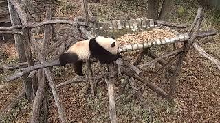 SEE IT Giant panda cub somersaults in chilly weather at National Zoo