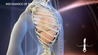3D Medical   Mechanics of breathing L   v 1 0