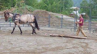 Training a Horse to Pull - Hugos First Log