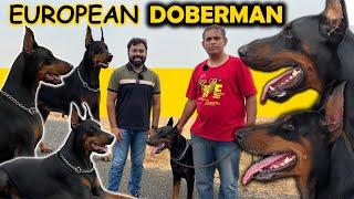 European Doberman Kennel in Tamilnadu  டாபர்மேன் Family Guarding Dogs