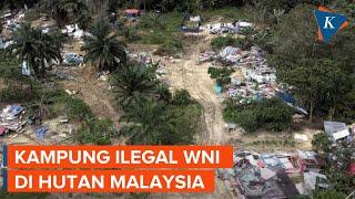 Kampung Ilegal WNI di Hutan Malaysia Warga Bertani hingga Bikin Sekolah Sendiri