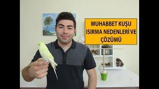 Muhabbet Kuşu Isırma Sorunu