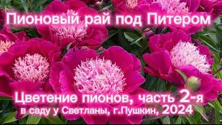 Пионовый рай под Питером. Цветение пионов часть 2-я. В саду у Светланы г.Пушкин 2024