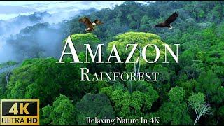 Amazon 4k-The Worlds Largest Tropical Rainforest-Szenischer Entspannungsfilm mit beruhigender Musik