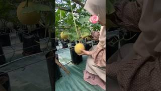 Beli melon di pasar  beli melon di kebun petik sendiri  panen hari ini 31agustus 2023