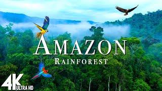 Amazon Wildlife 4K - Part 2  Animals That Call The Jungle Home  Amazon Rainforest Relaxation Film