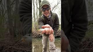 CATCHING A FISH IN 10 SECONDS  #fishing #trout