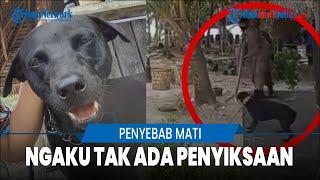 Heboh Anjing Canon Mati Saat Dievakuasi Satpol PP di Aceh Kasatpol Sebut Tak Ada Penyiksaan