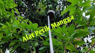 Alat petik mangga. Pralon PVC dan kaleng biskuit bekas. Mango picker.