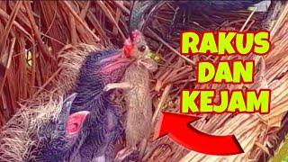 DIAJARKAN RAKUS SEJAK LAHIR TIKUS BESAR DAPAT DITELAN DENGAN MUDAH OLEH ANAK BURUNG BUBUT