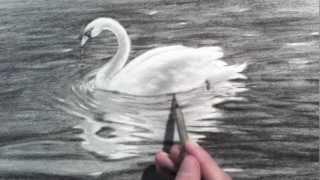 Drawing a Swan - Time Lapse