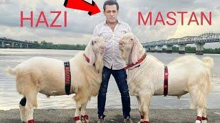 Salman Khan Qurbani Bakra 2023 बकरा ईद पर सलमान खान ने 2 बड़े और महंगे बकरे खरीदे