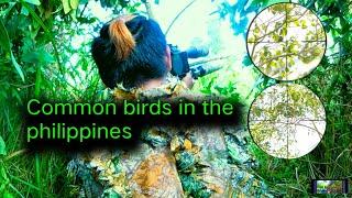 ka hunter tv  common birds in the philippines