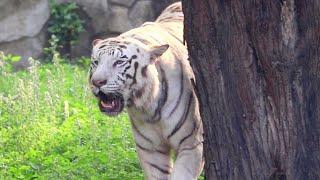 Tiger in Angry Mood  Safed Sher Aur Baagh  Big Cat Animals Attack  National Zoo India