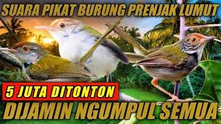 Suara pikat prenjak lumut dijamin ngumpul semua