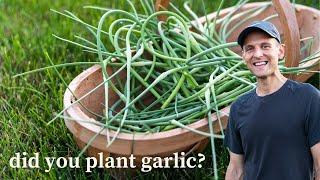 Did You Plant Garlic? You Need to Cut Off the Scapes