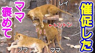 櫓上段から落ちるフウ必死で助けるレイ褒めての催促が激カワ旭山動物園のライオンさん