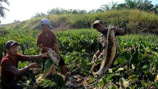 DAPAT IKAN TOMAN BESAR DI PARITAN YANG MULAI MENGERING