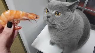 Британский кот и креветкаСражение British cat and shrimp battle