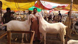 Ablak Bakre  Top Quality Big Size Makhi Chena Rajanpuri Bakre Qurbani 2023  Shahpur Kanjra