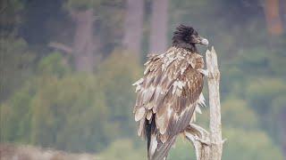 Checking up on Eglazine — Juvenile Bearded Vulture wanders in the Netherlands