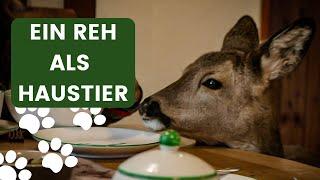 Ein Reh als Haustier