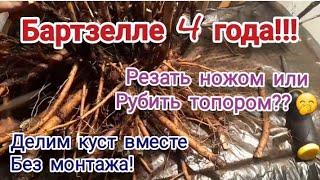 Деление 4-летнего куста пиона Бартзелла ИТО- гибрид