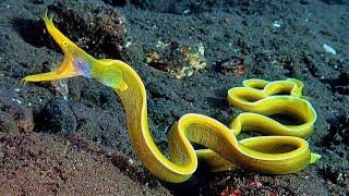 10 Amazing Sea Creatures Youve Never Seen Before