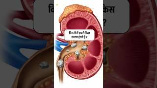 Most important gk questions about kidney #gk #gkinhindi #gkquiz #intrestinggk #shortvideo #shorts